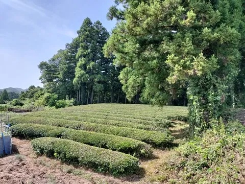 茶畑の様子