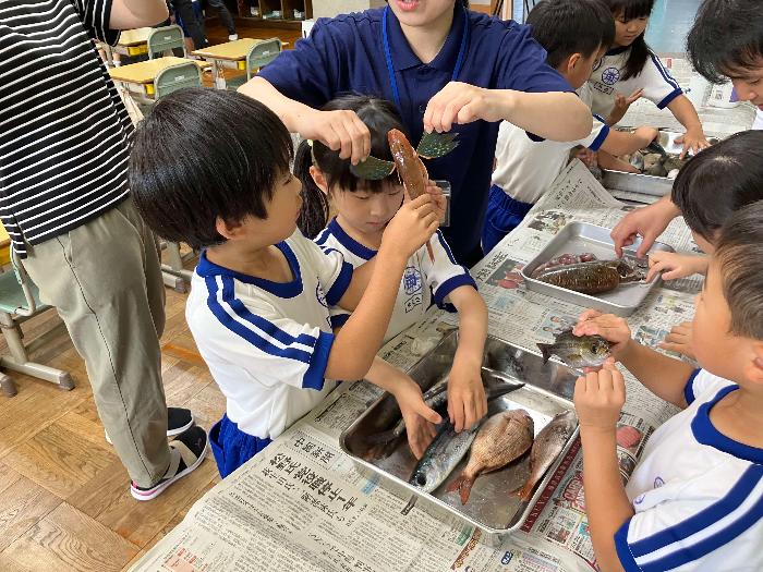 魚の模様等特徴の観察