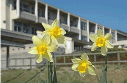 黄色のすいせんの花が咲く鎌手小学校の外観の写真