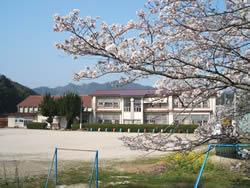 校庭にきれいな桜が咲いている真砂小学校の外観の写真
