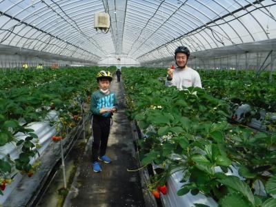 2人の男の子がいちご狩りを楽しんでいる様子の写真