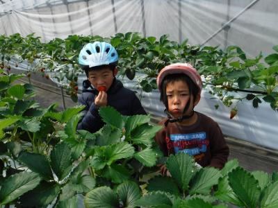 2人の男の子が美味しそうにいちごを食べている写真