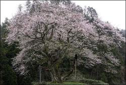 金谷城山桜の写真