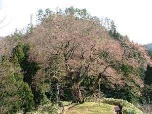 金谷城山桜祭りの写真