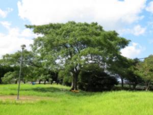 センダンの木の写真