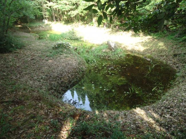 石塔寺権現の庭園にある心字池の写真