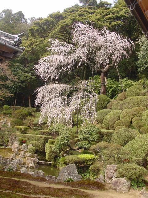 医光寺の庭園の写真
