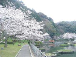 遊歩道沿いに咲く満開の桜の写真