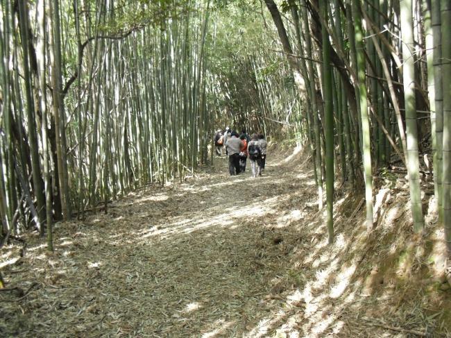 山陰道土田町馬橋～木部町の竹林を歩く参加者を後ろから見た様子の写真