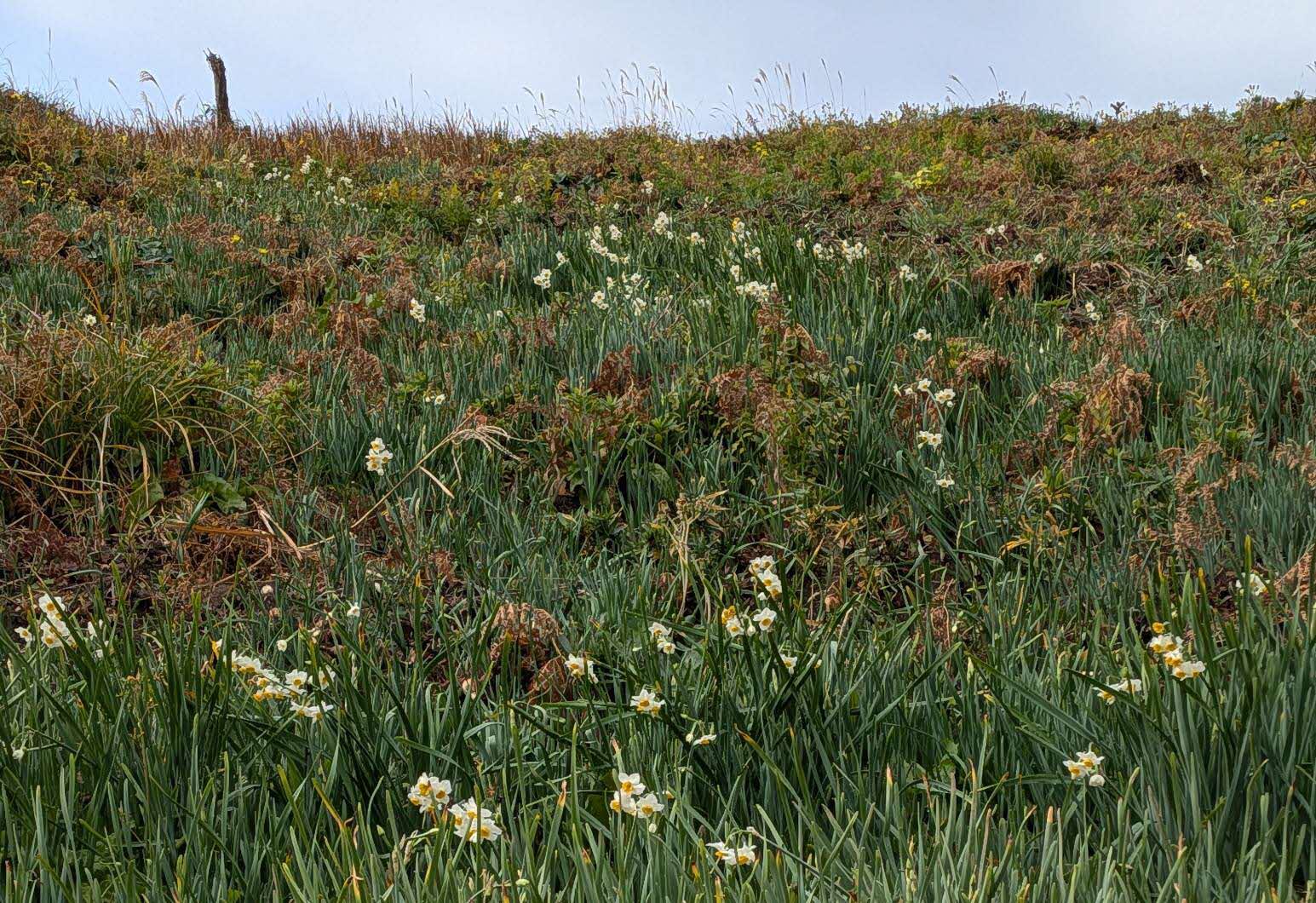 山側のくぼ地に咲いているところです