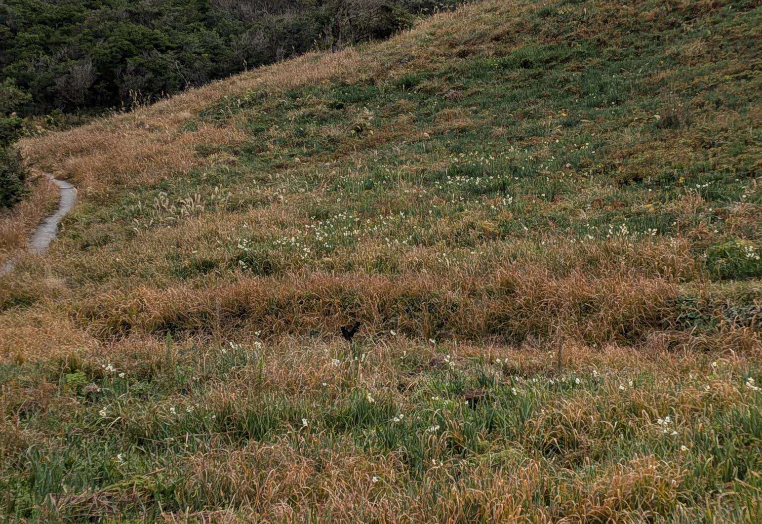 海側の遊歩道脇の状況です