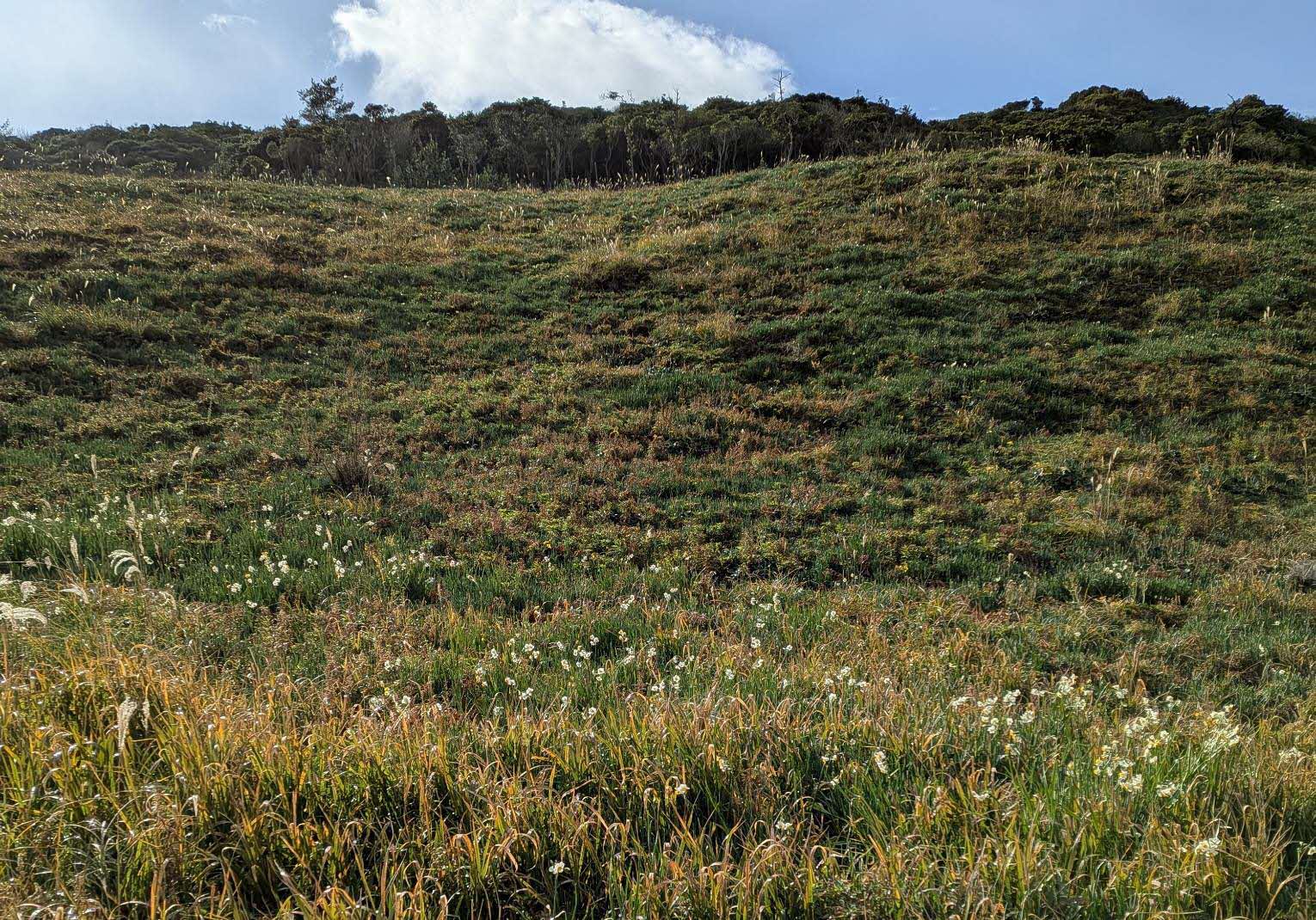 海側の土手の下の状況です