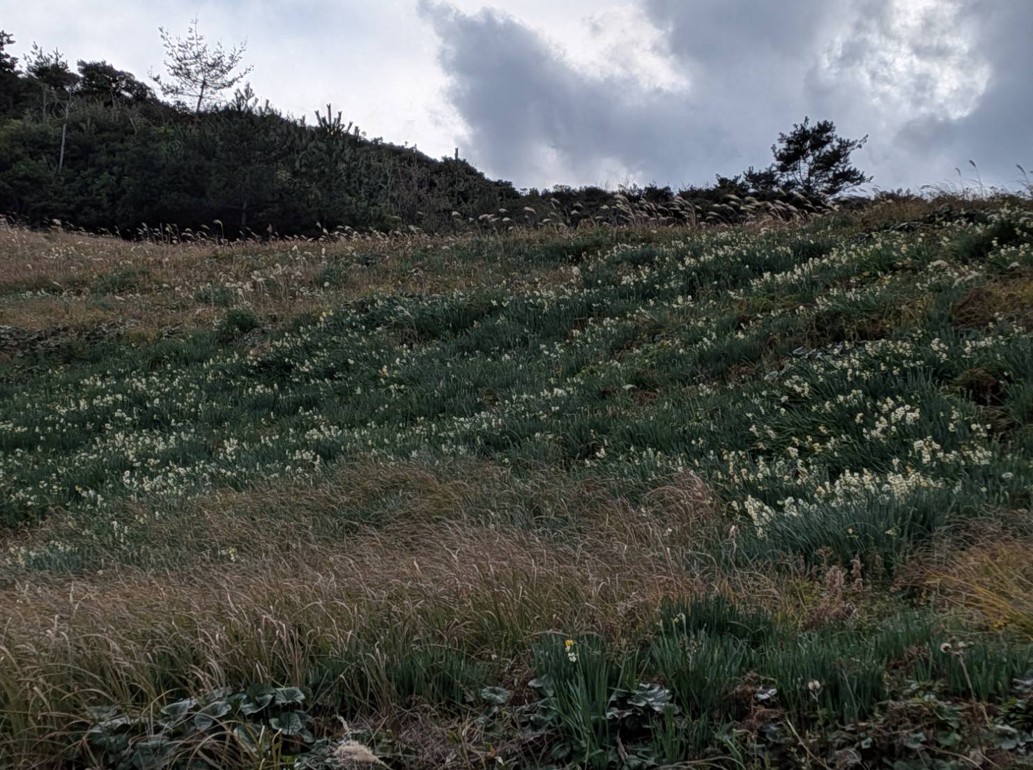 山側の斜面の状況です