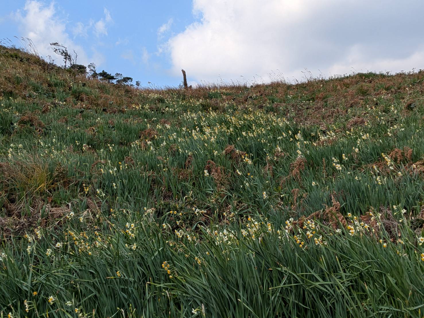山側の様子です、花が黄色くなつています
