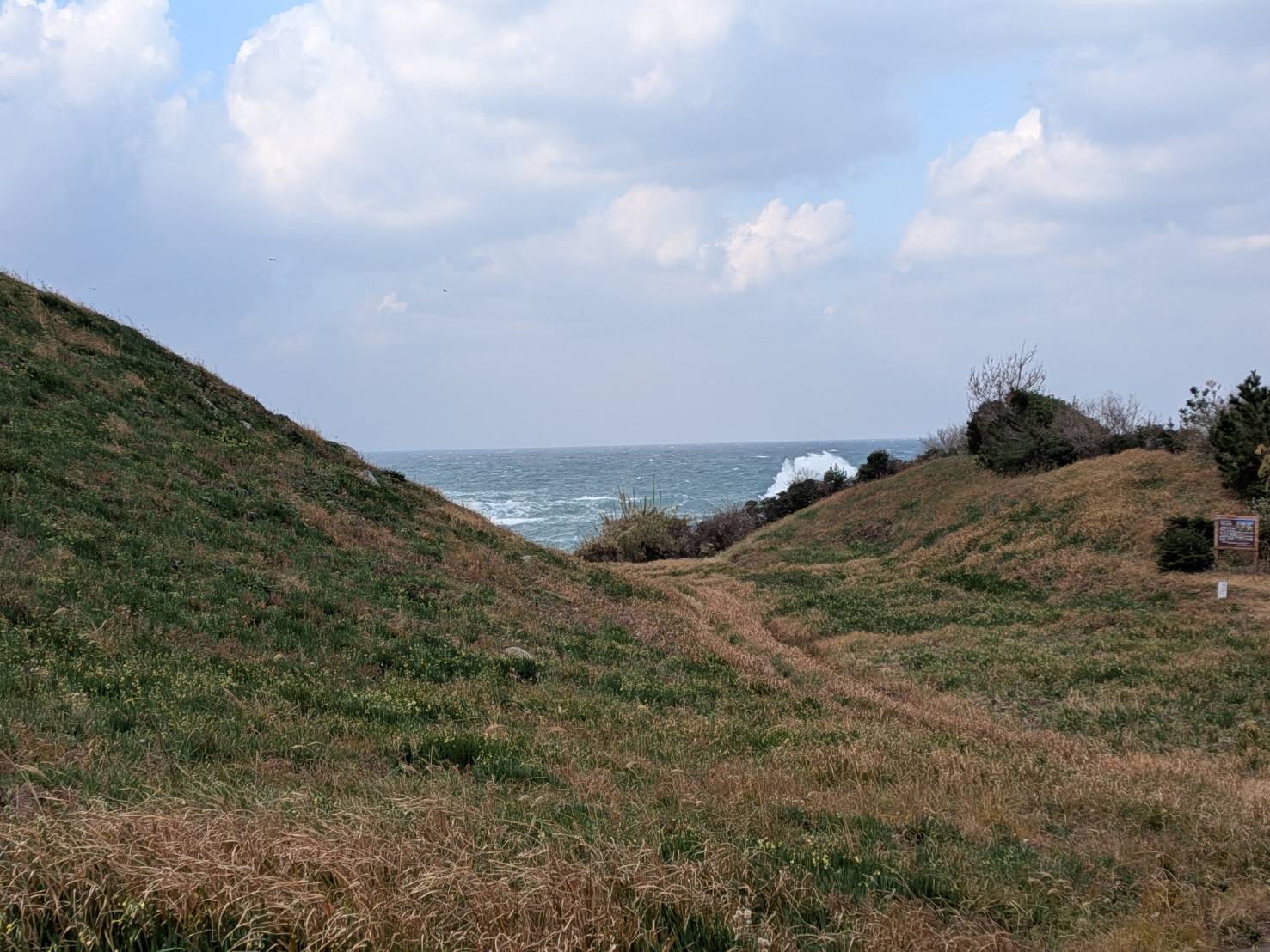海側の遊歩道から花が散っていました