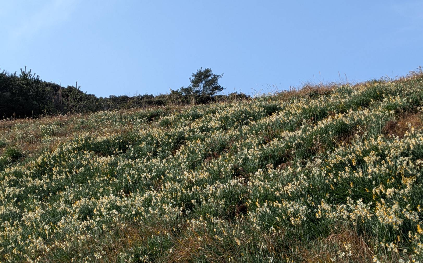 山側の斜面の状況です