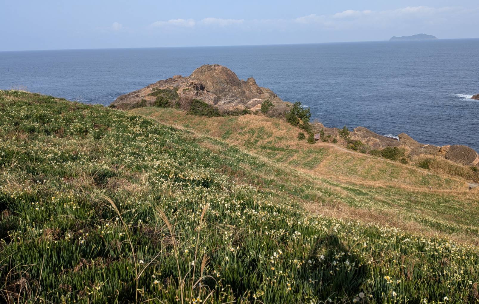 山側から海側の斜面を眺めたところです