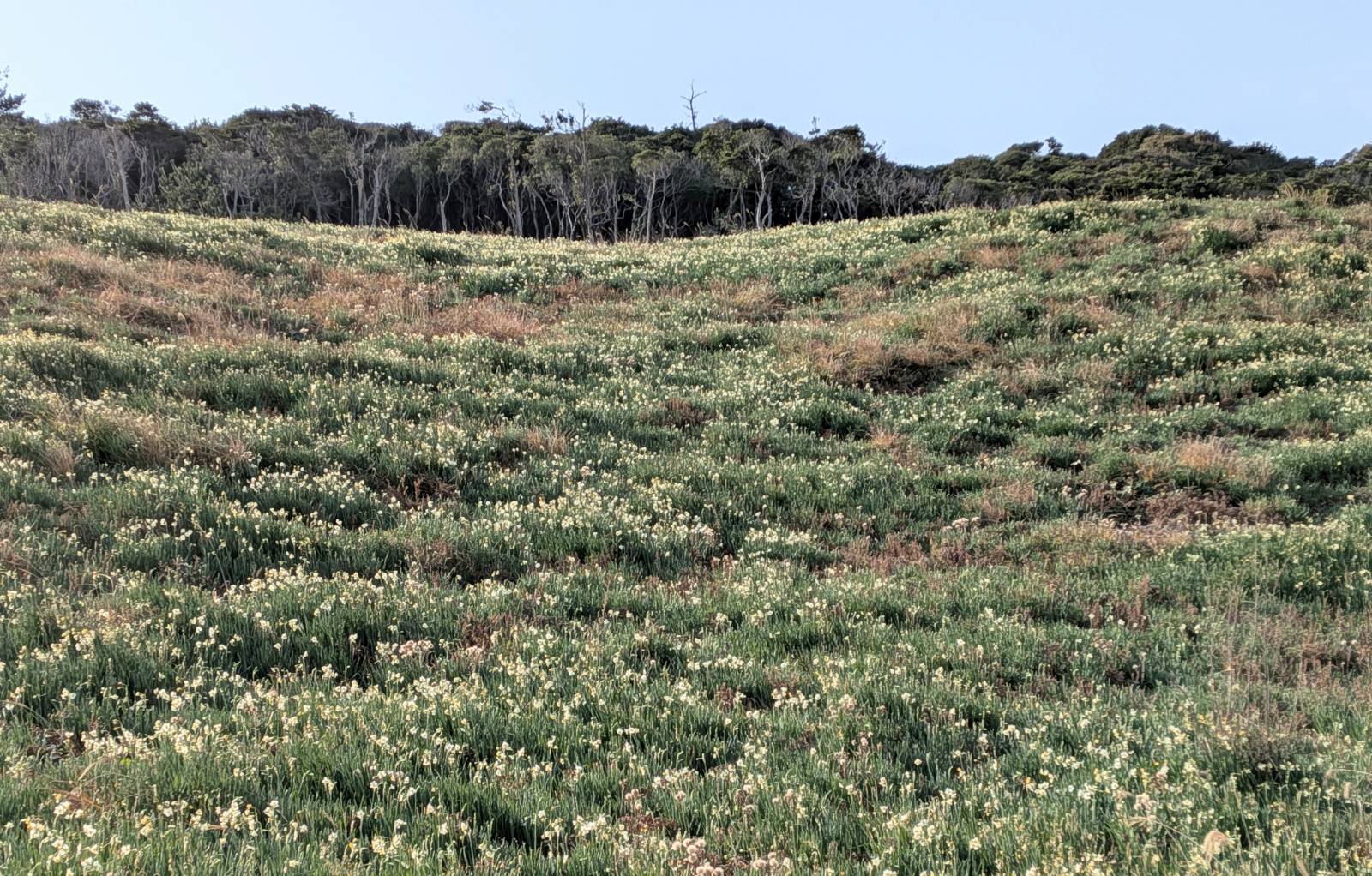 海側から見た斜面の様子です