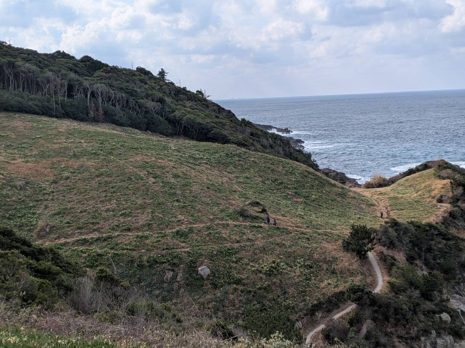 駐車場からでも白い花が見えるようになりました