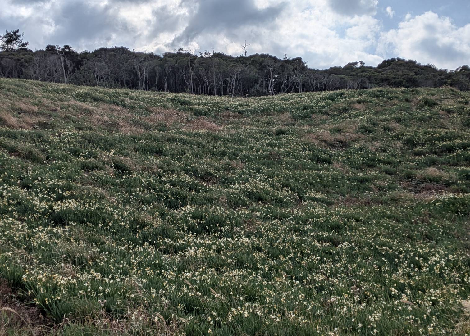 海側の斜面の様子です