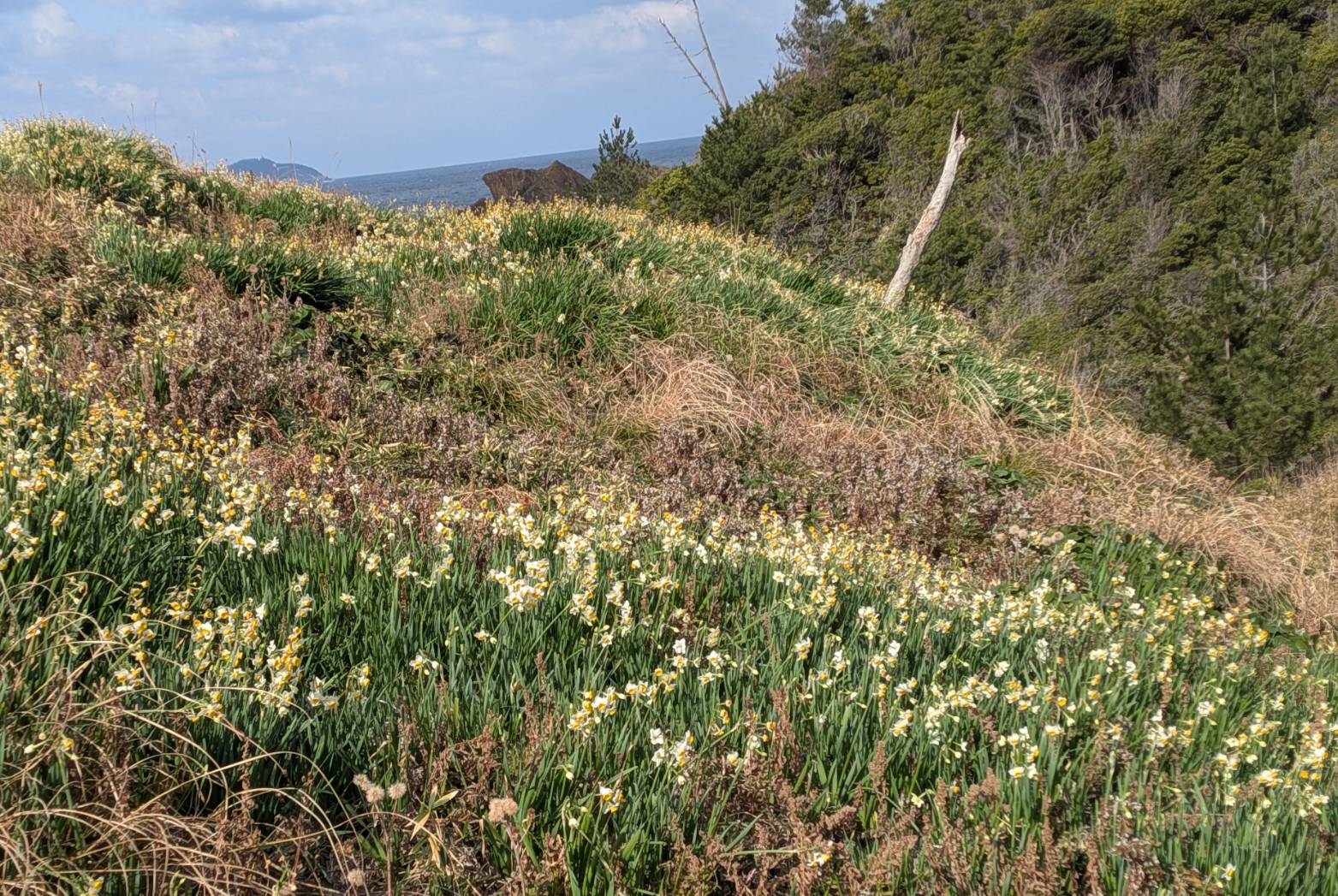 山側の様子です