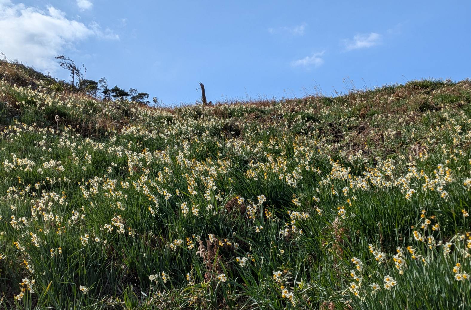 遊歩道脇の状況です