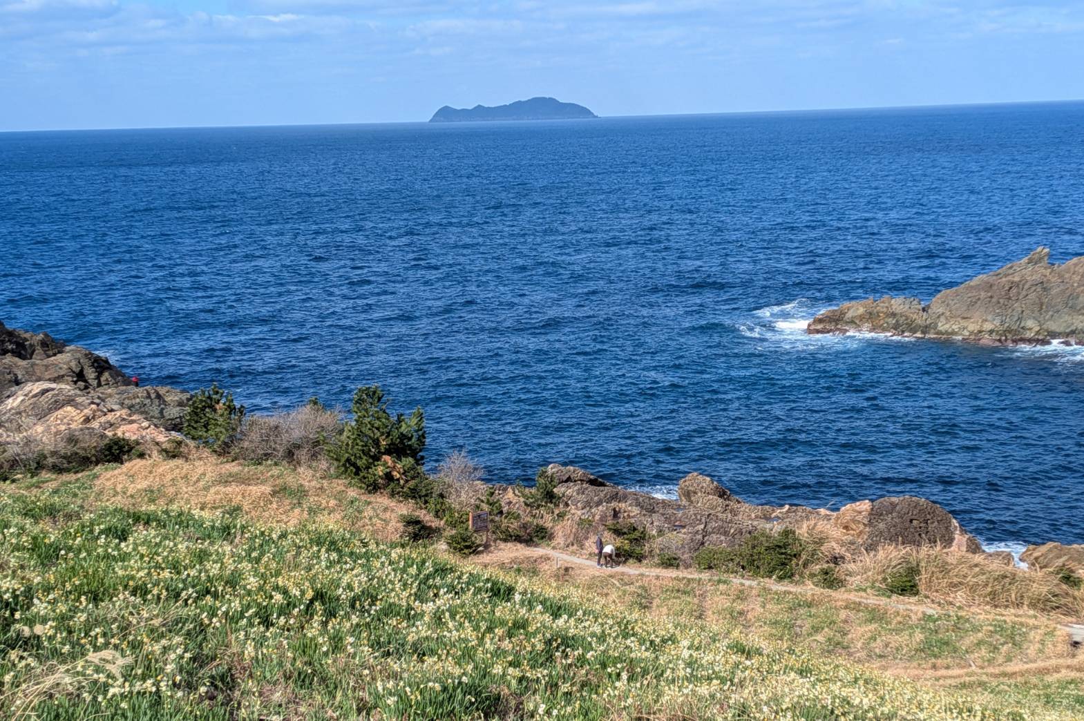 水仙と海と高島です