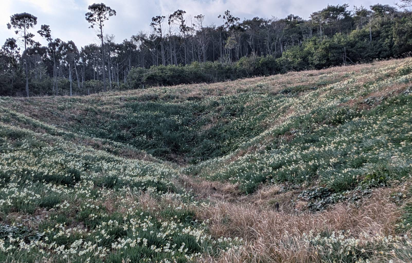 山側の斜面の状況です