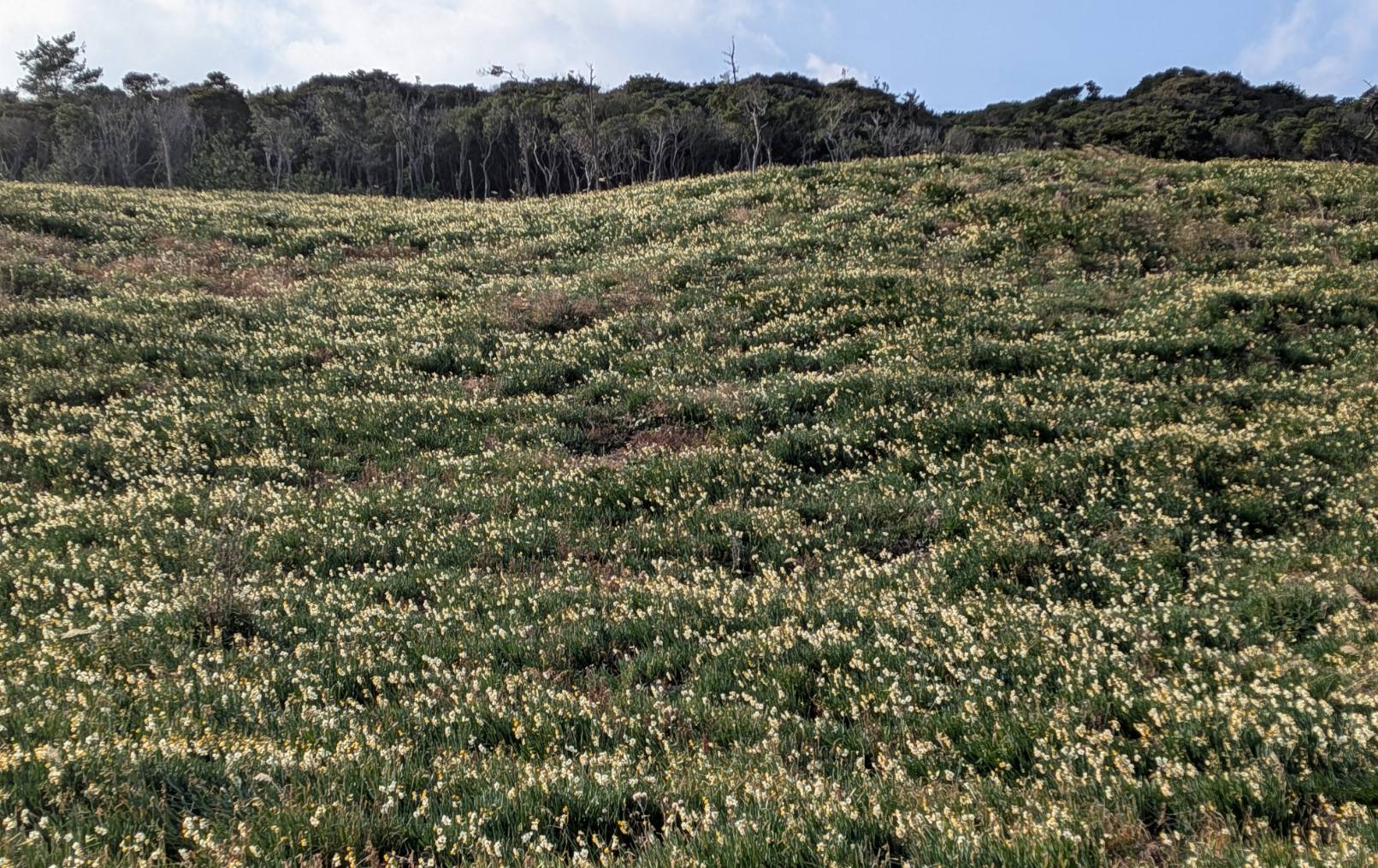 海側の斜面の状況です