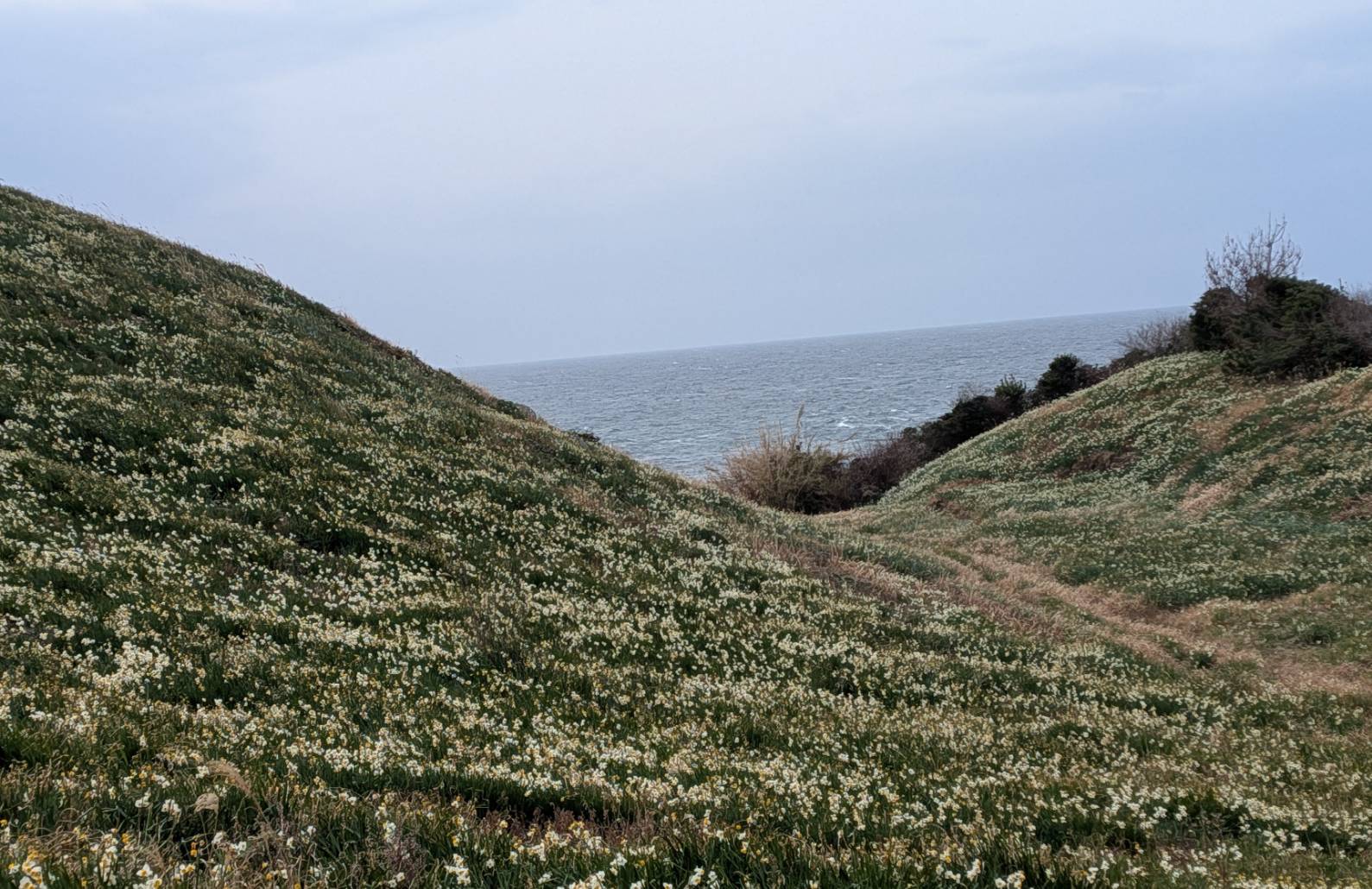 海側の丘の状況です
