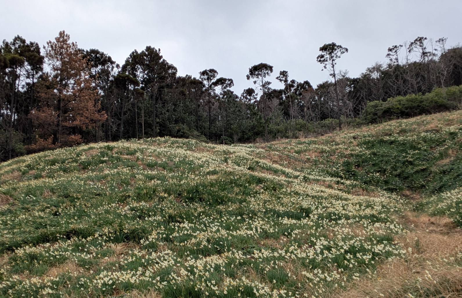 山側の斜面の状況です