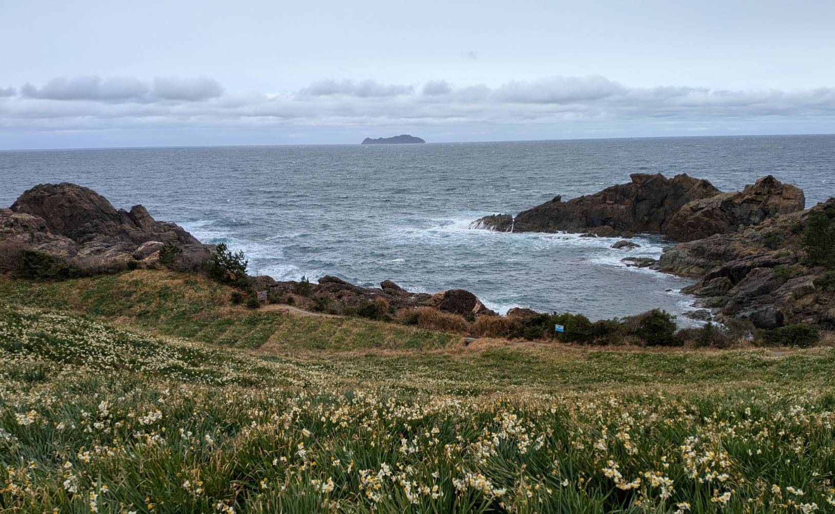 日本海と高島と水仙です