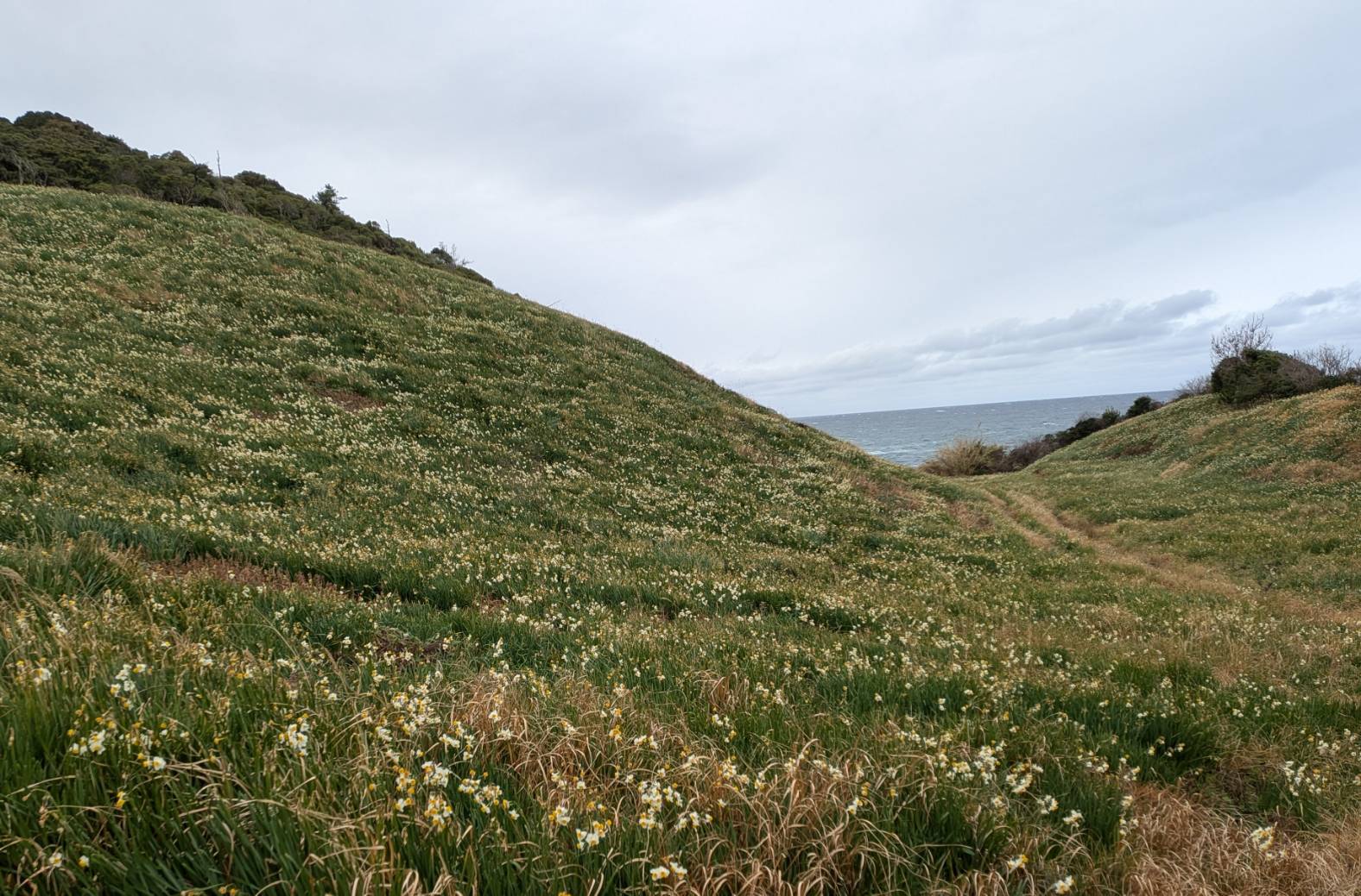 海側の斜面の様子です