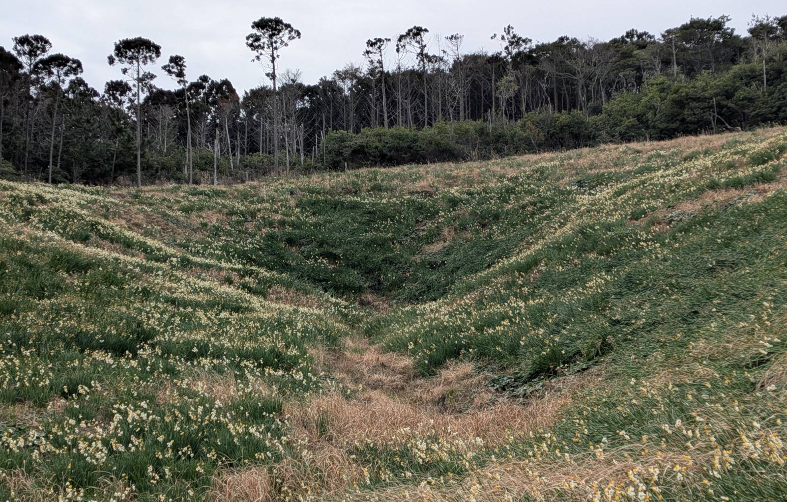山側の斜面の状況です