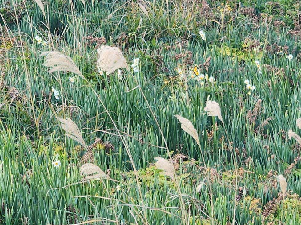水仙公園海側に少し咲いています