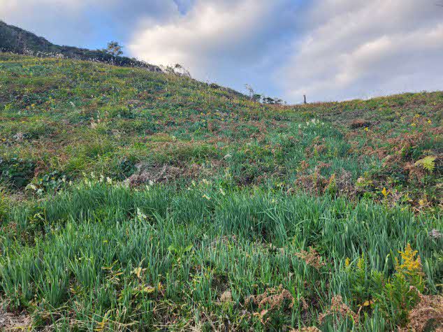 山側の遊歩道沿いにも少し咲いていました