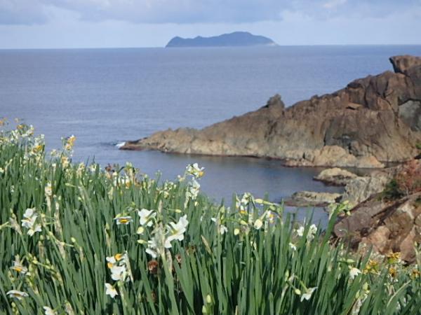 花を咲かせている水仙の奥には日本海が見える写真