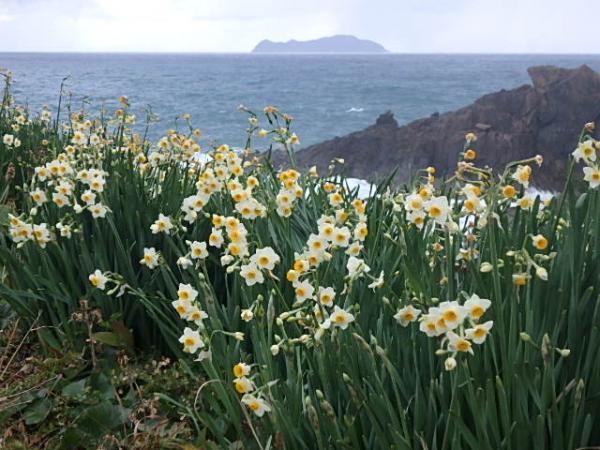 黄色いきれいな花を咲かせている水仙の奥には日本海が見える写真
