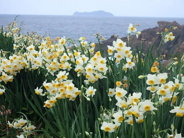きれいな黄色の花が満開の水仙の奥には日本海が見える写真