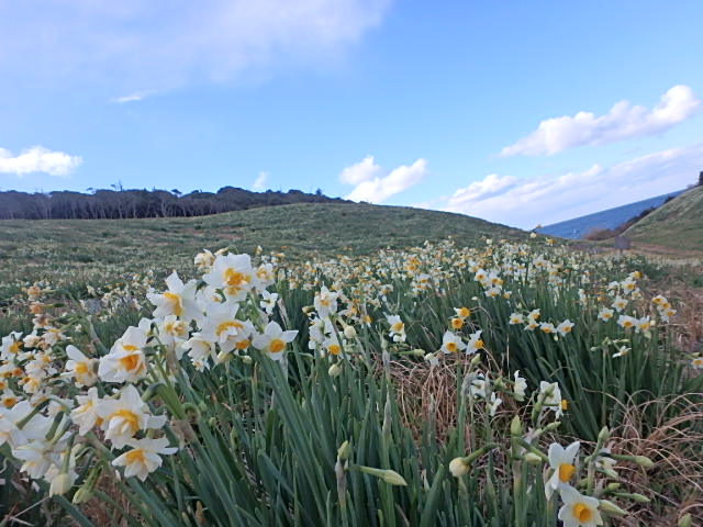 水仙の花1月30日撮影