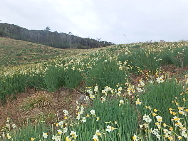 水仙の花1月25日撮影