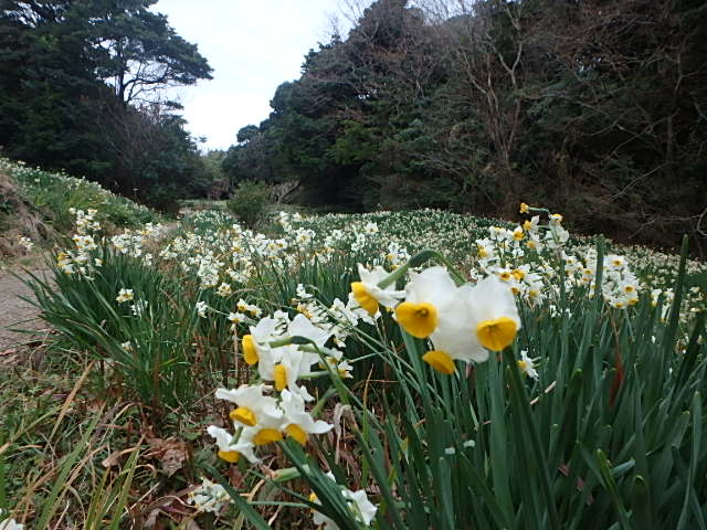 水仙の花1月25日撮影