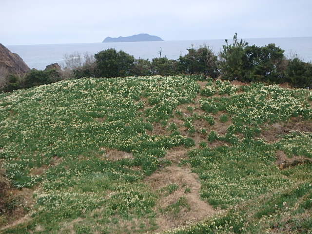 水仙の花1月25日撮影