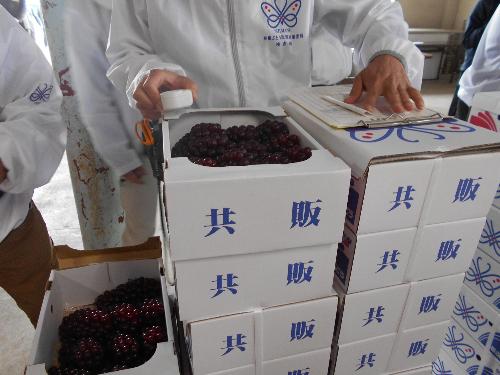 初出荷されるぶどうが箱詰めされている写真
