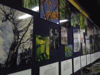 様々な樹木を紹介しているコーナーの写真