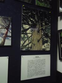 写真付きで解説している樹種の紹介コーナーの写真